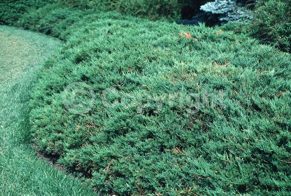 Unknown blooms; Evergreen