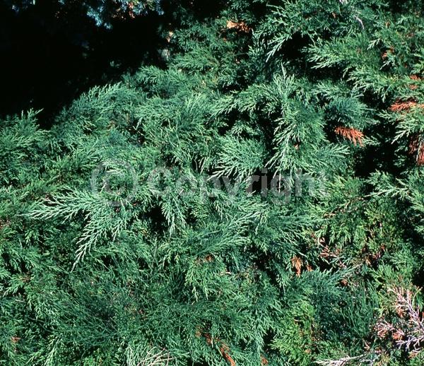 Unknown blooms; Evergreen