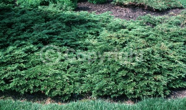 Unknown blooms; Evergreen