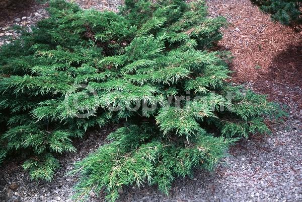 Unknown blooms; Evergreen