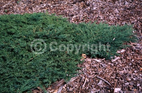 Unknown blooms; Evergreen