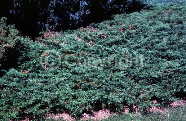 Unknown blooms; Evergreen