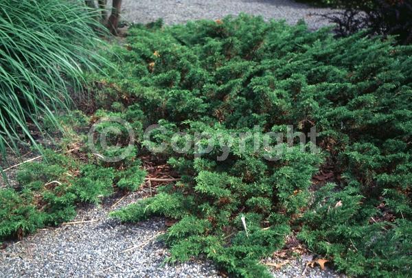 Unknown blooms; Evergreen