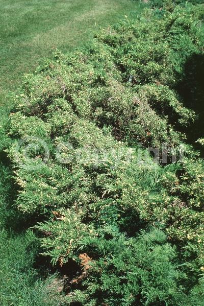 Unknown blooms; Evergreen