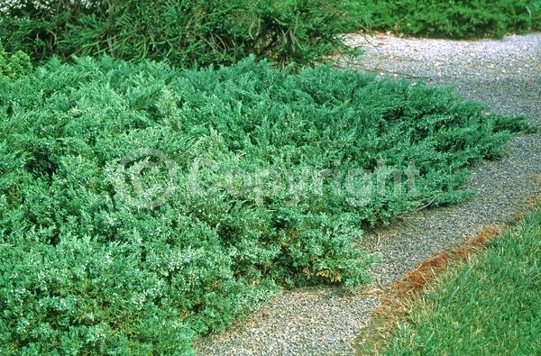 Yellow blooms; Brown blooms; Evergreen; Needles or needle-like leaf