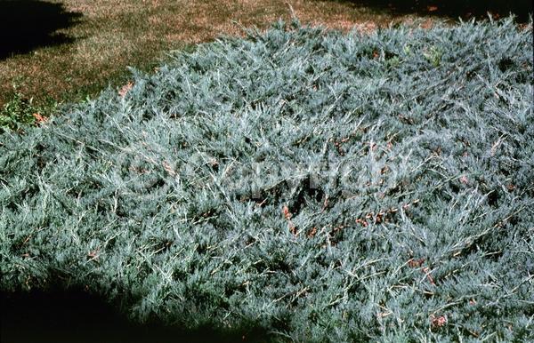 Unknown blooms; Evergreen; North American Native