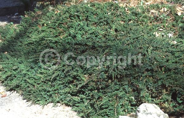 Yellow blooms; Brown blooms; Evergreen; North American Native