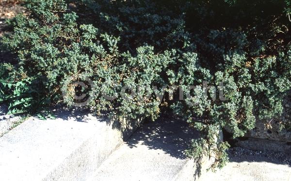 Yellow blooms; Brown blooms; Evergreen; North American Native