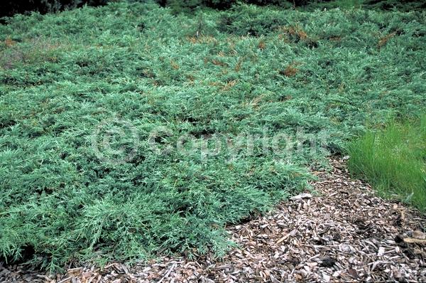 Yellow blooms; Brown blooms; Evergreen; North American Native