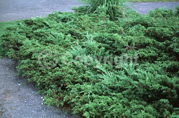 Yellow blooms; Green blooms; Evergreen; North American Native