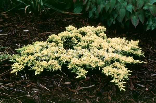 Blue blooms; Evergreen