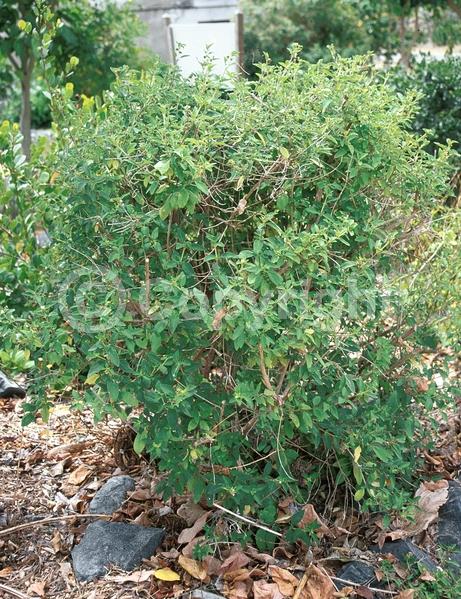 Pink blooms; Evergreen