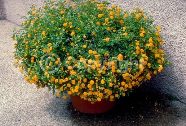 Yellow blooms; Evergreen; North American Native