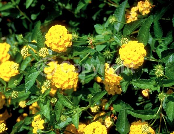 Yellow blooms; Evergreen