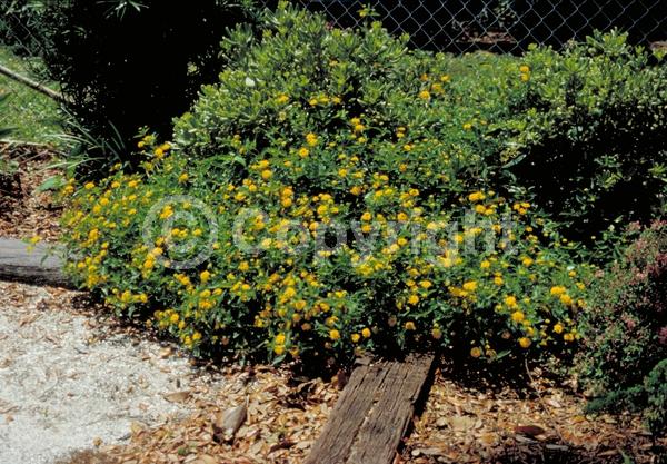 Yellow blooms; Evergreen