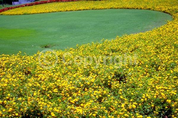 Yellow blooms; Evergreen