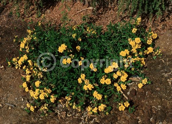 Yellow blooms; Evergreen