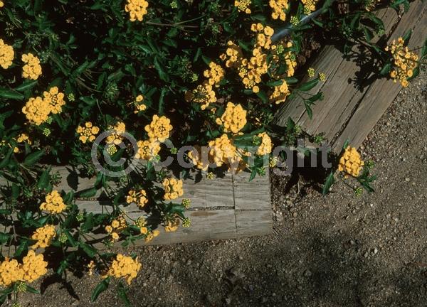 Yellow blooms; Evergreen
