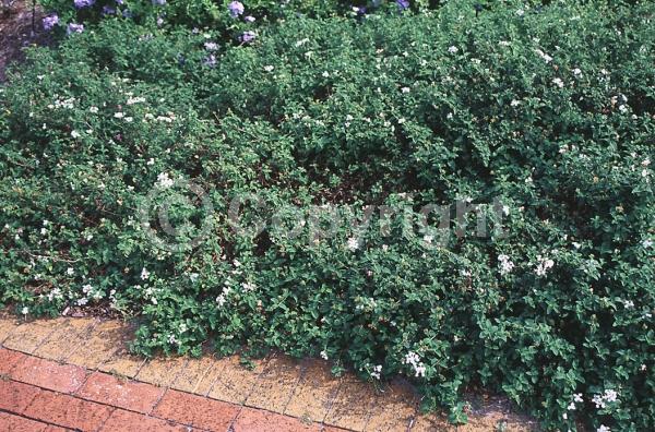 White blooms; Evergreen