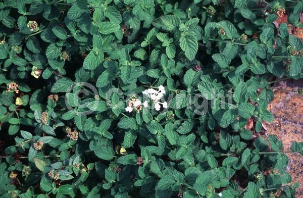White blooms; Evergreen