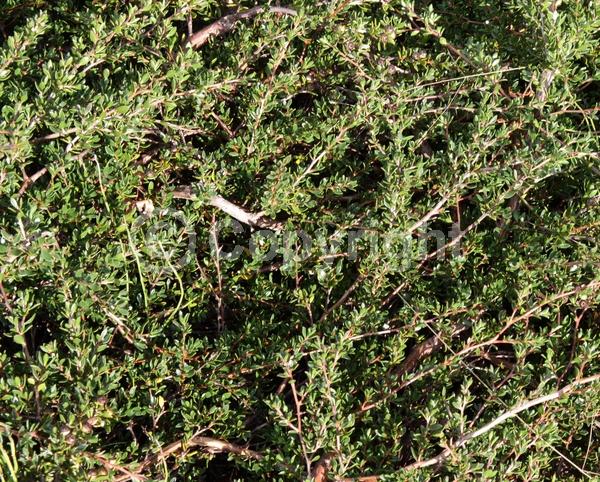 White blooms; Evergreen