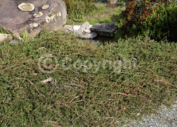 White blooms; Evergreen