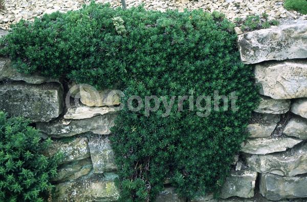 Blue blooms; Evergreen; Semi-evergreen