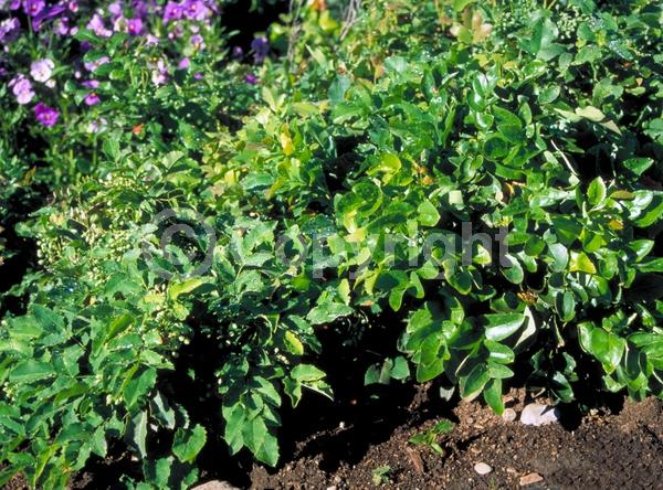 Yellow blooms; Evergreen; Broadleaf; North American Native