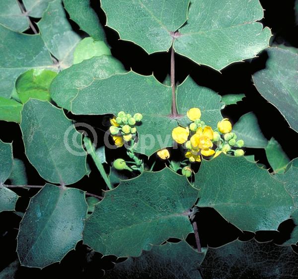 Yellow blooms; Evergreen; Broadleaf; North American Native