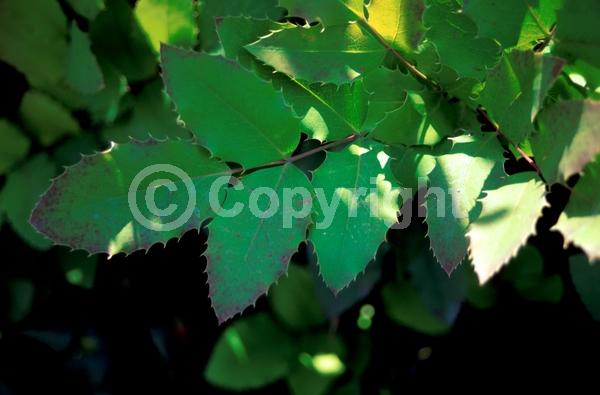 Yellow blooms; Evergreen; Broadleaf; North American Native