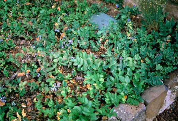 Yellow blooms; Evergreen; Broadleaf; North American Native