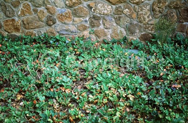 Yellow blooms; Evergreen; Broadleaf; North American Native