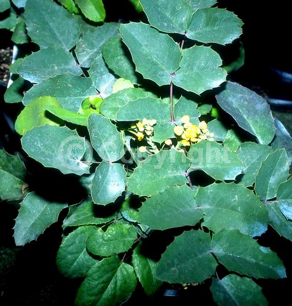 Yellow blooms; Evergreen; Broadleaf; North American Native