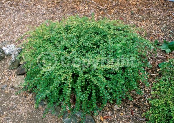 Pink blooms; Evergreen; Needles or needle-like leaf