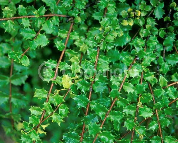 Pink blooms; Evergreen; Needles or needle-like leaf