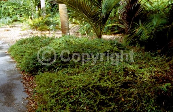 Pink blooms; Evergreen; Needles or needle-like leaf