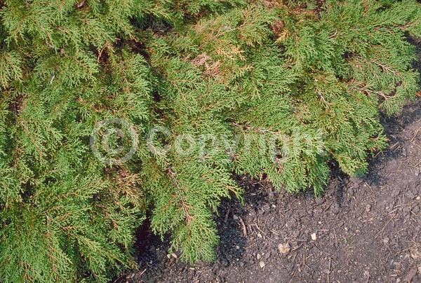 Unknown blooms; Evergreen; Needles or needle-like leaf