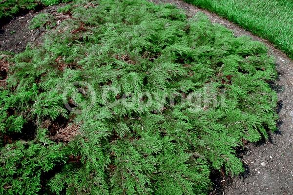 Unknown blooms; Evergreen; Needles or needle-like leaf