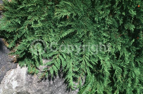 Unknown blooms; Evergreen; Needles or needle-like leaf