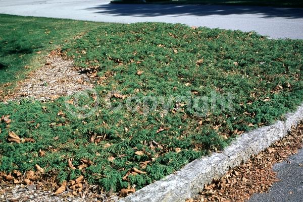 Unknown blooms; Evergreen; Needles or needle-like leaf