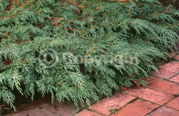 Unknown blooms; Evergreen; Needles or needle-like leaf