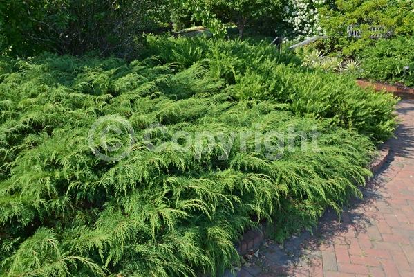Unknown blooms; Evergreen; Needles or needle-like leaf