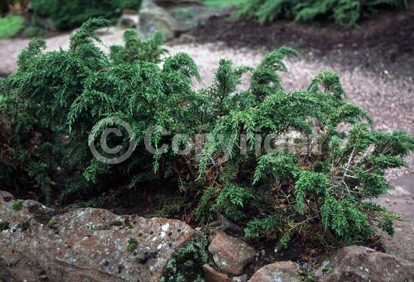 Yellow blooms; Evergreen