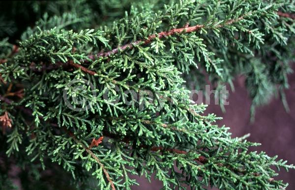 Yellow blooms; Evergreen