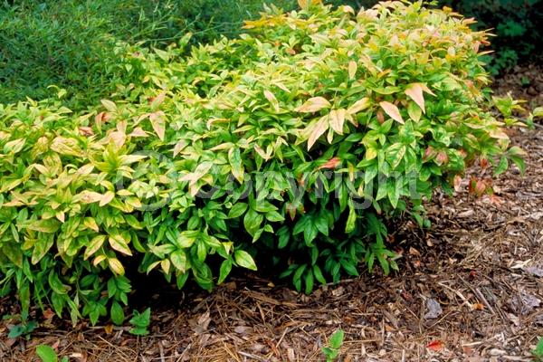 White blooms; Evergreen; Needles or needle-like leaf