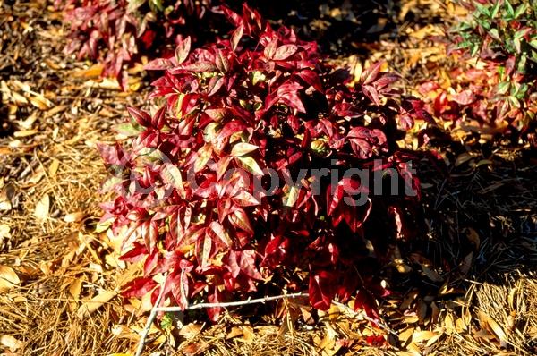 White blooms; Evergreen; Needles or needle-like leaf