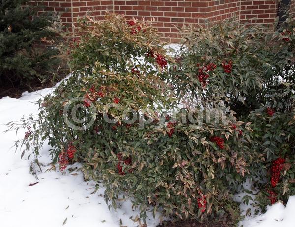 White blooms; Evergreen; Needles or needle-like leaf