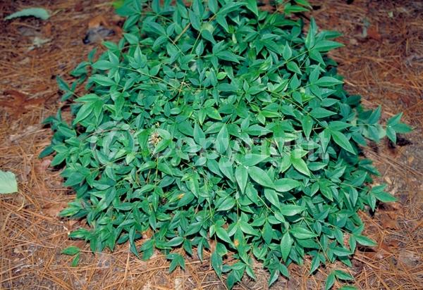 White blooms; Evergreen; Needles or needle-like leaf