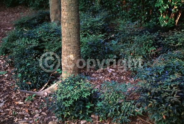 White blooms; Evergreen; Needles or needle-like leaf
