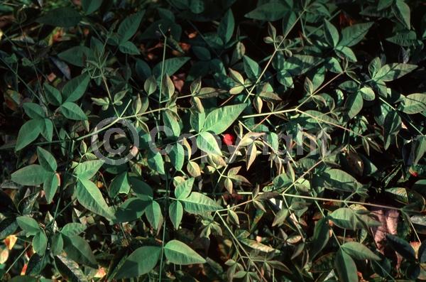 White blooms; Evergreen; Needles or needle-like leaf